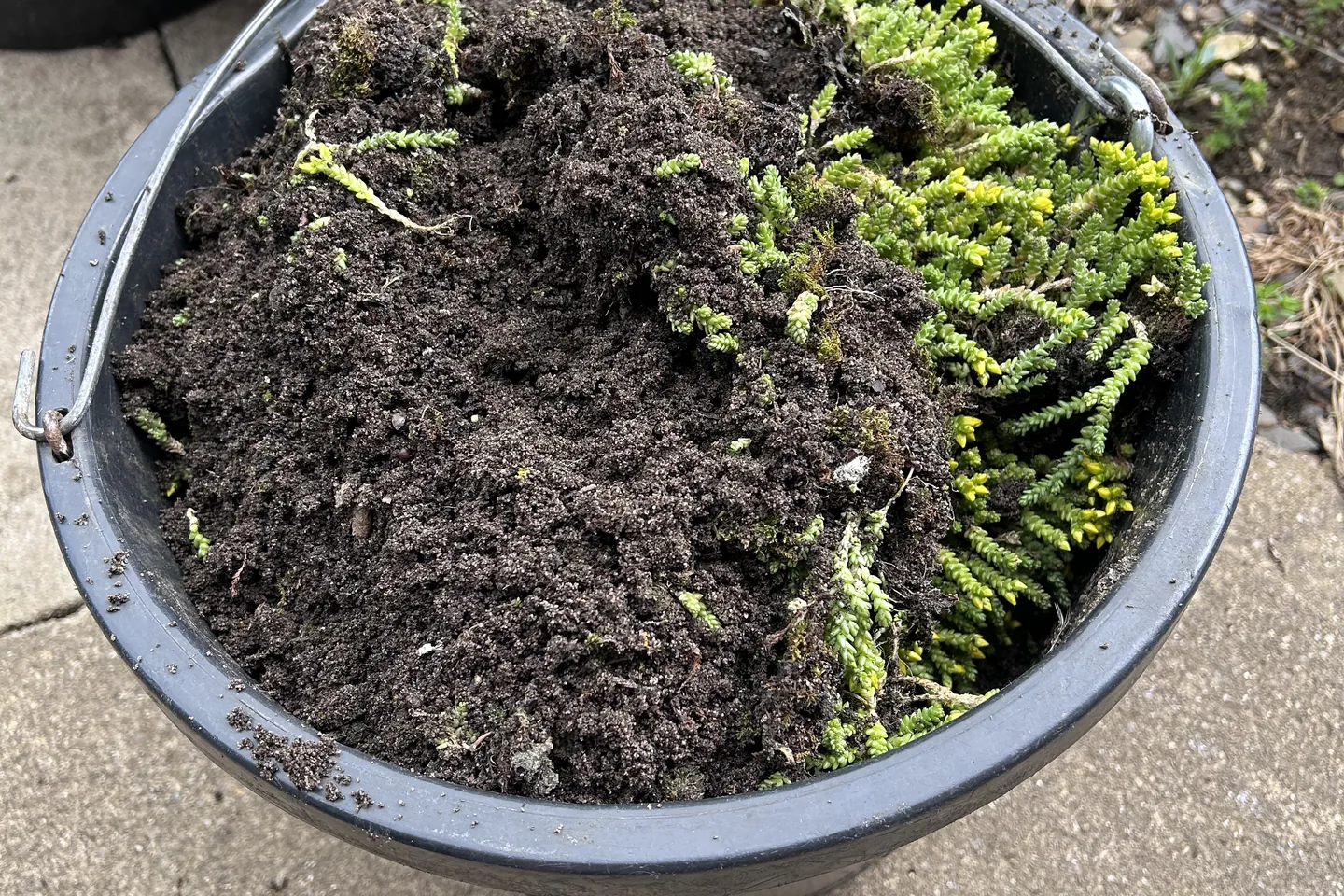 A builder's bucket filled with moss and silt, all of it cleared out of a single house gutter