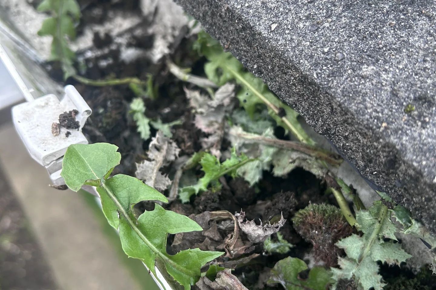 Weeds and moss growing out of a blocked gutter on an Essex house, seen from roof level