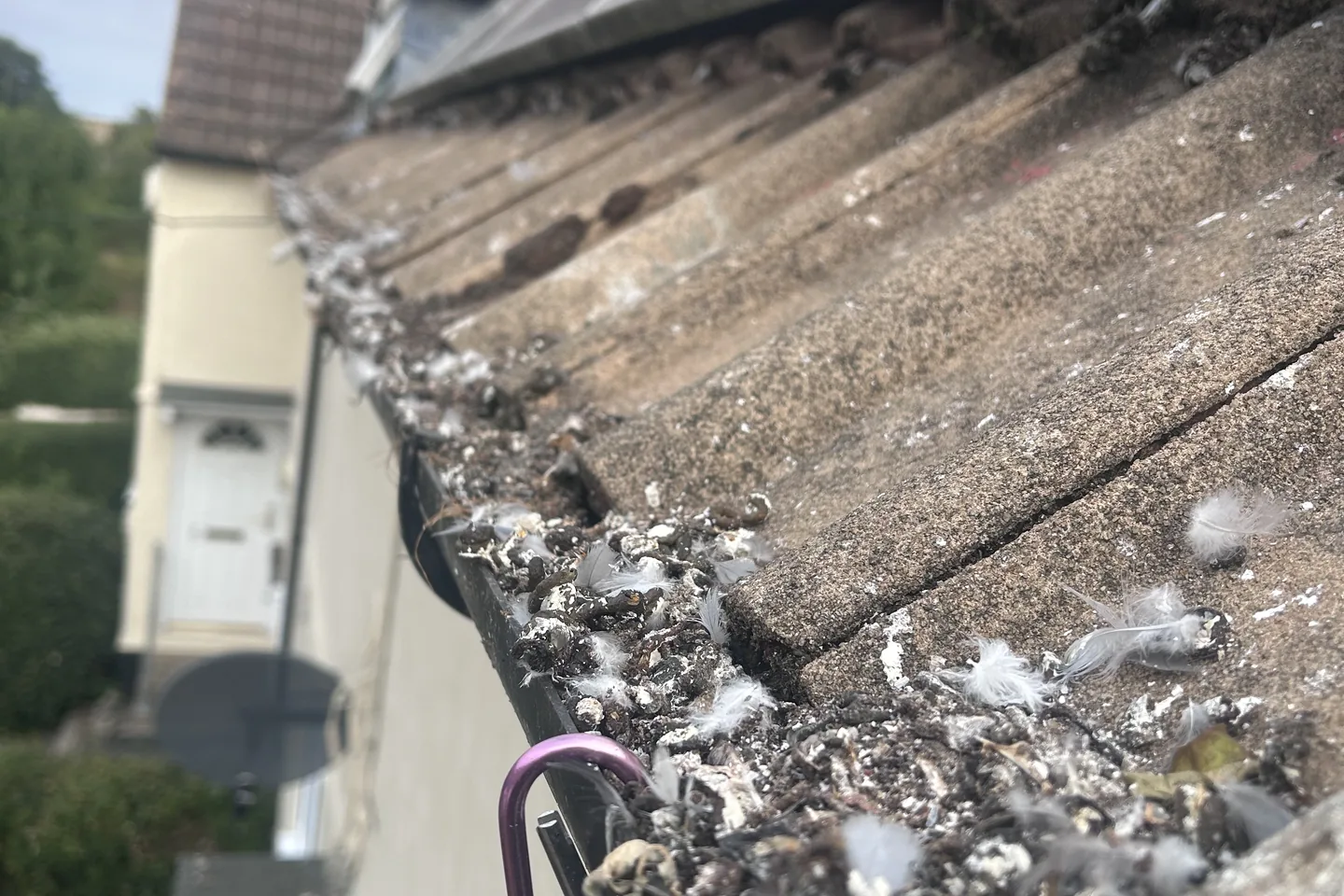 Bird mess and debris sitting in a gutter beside a roof edge