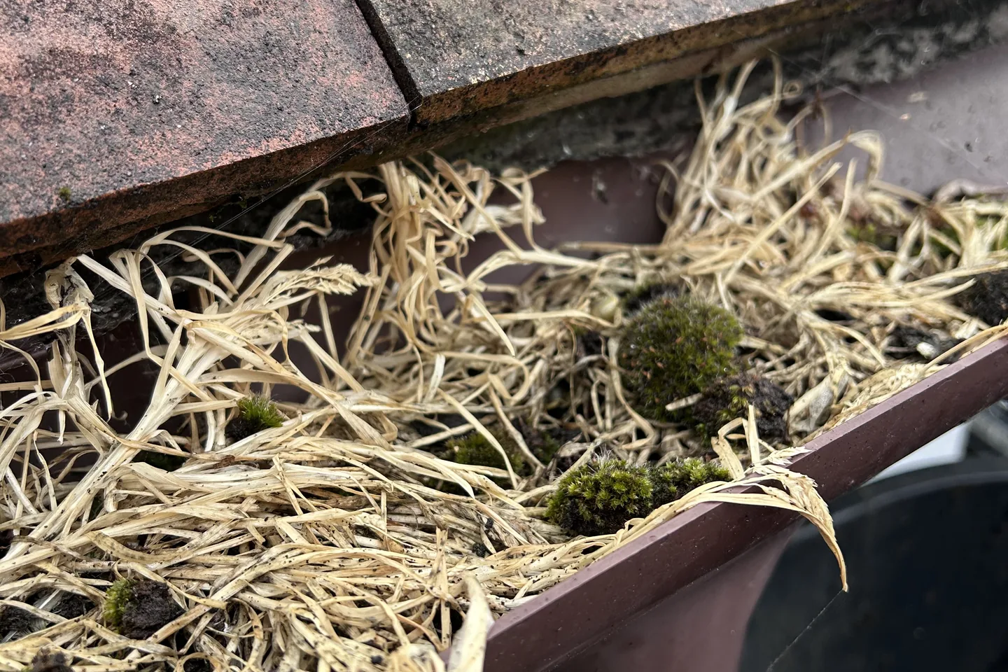 A gutter packed solid with nesting material. What a neglected gutter looks like