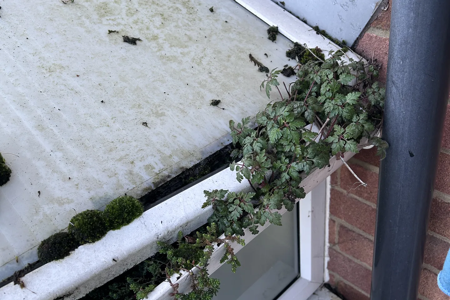Moss and ivy established where a roof meets a wall